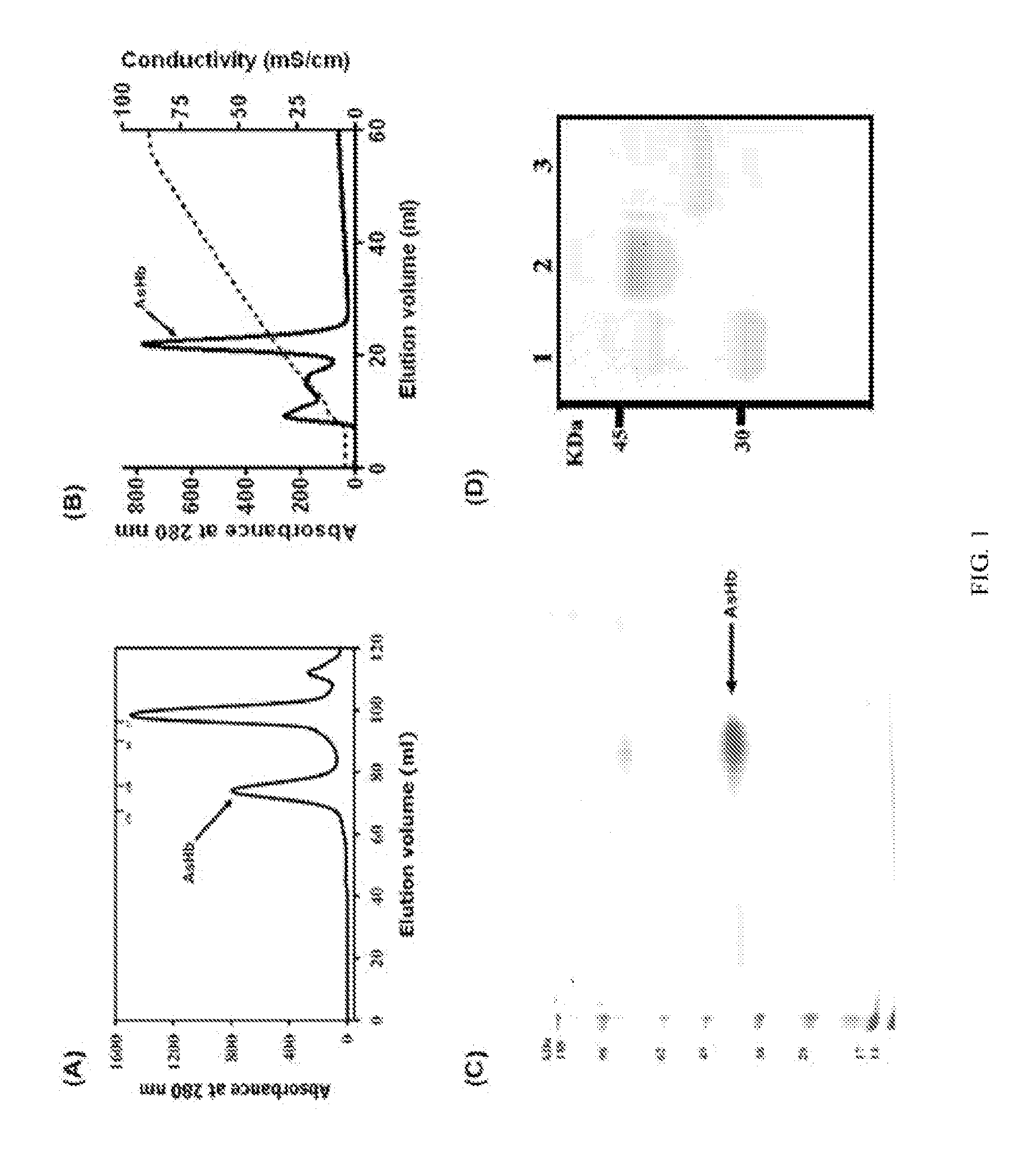 Suppression of allergic inflammation by ascaris heme-binding protein (HBP)