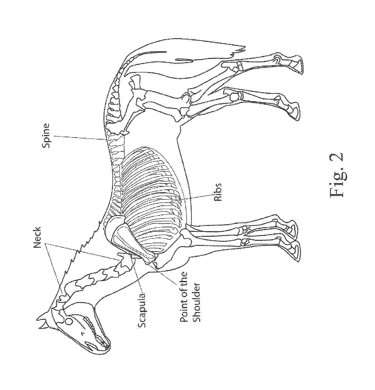 Equine blanket and adjustable blanket system