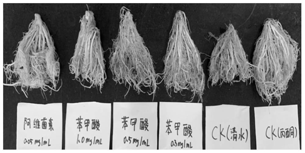 Application of benzoic acid in prevention and treatment of plant nematode diseases