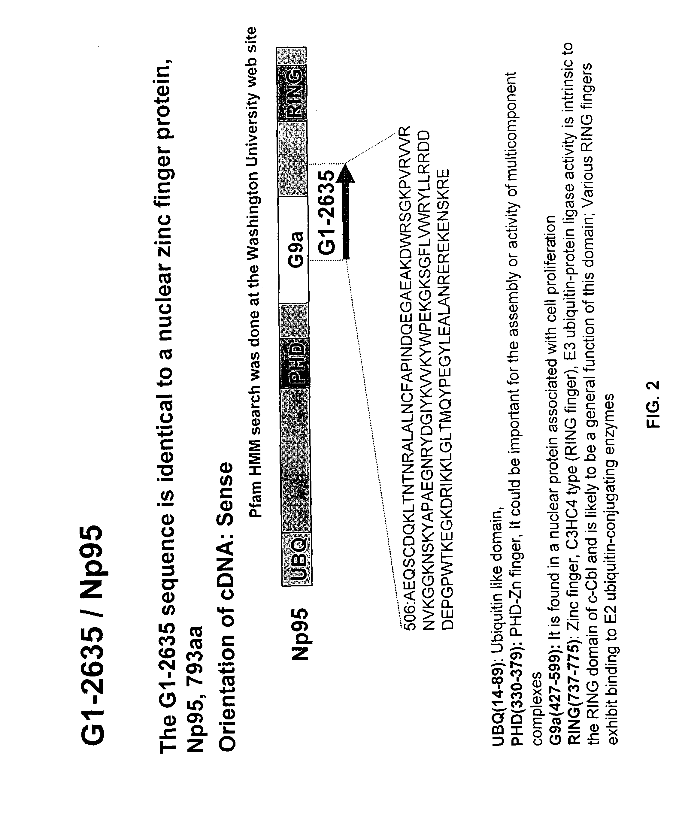 NP95: methods of assaying for cell cycle modulators