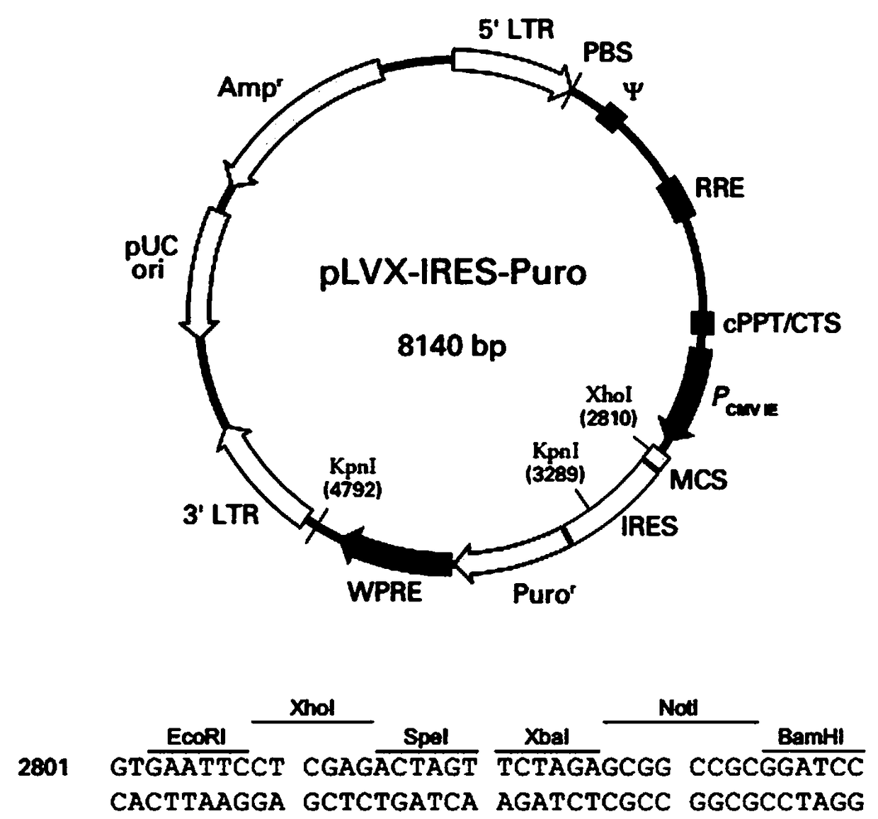 Protein misfolding-based establishing method of cell model for antioxidant drug screening