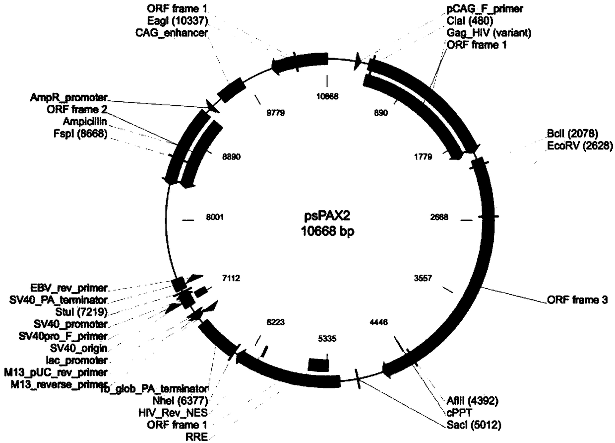 Protein misfolding-based establishing method of cell model for antioxidant drug screening