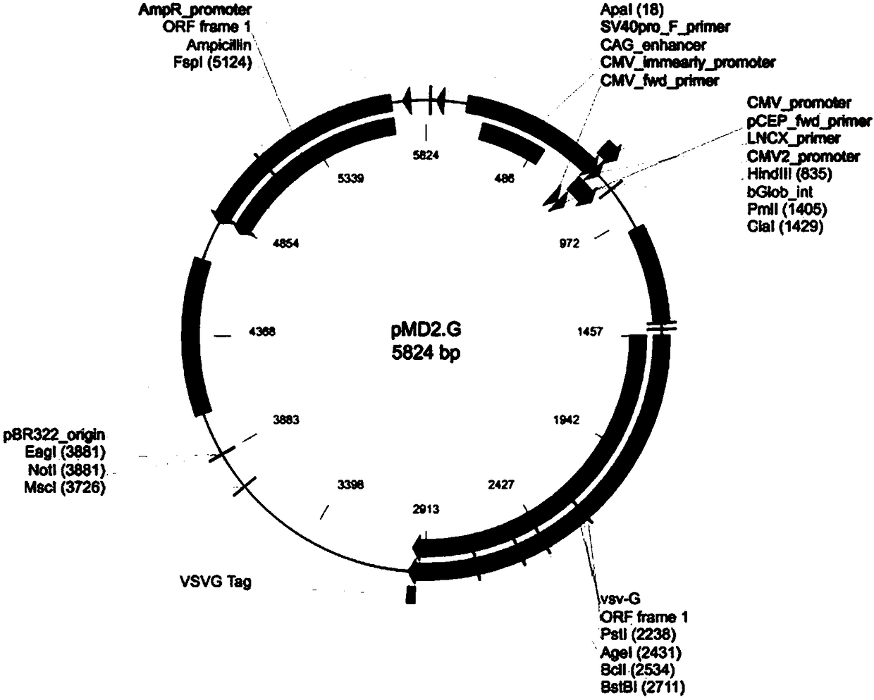 Protein misfolding-based establishing method of cell model for antioxidant drug screening