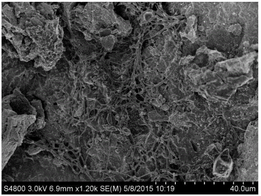 Charcoal loaded PSB passivator preparation and method for restoring Pb polluted soil through charcoal loaded PSB passivator