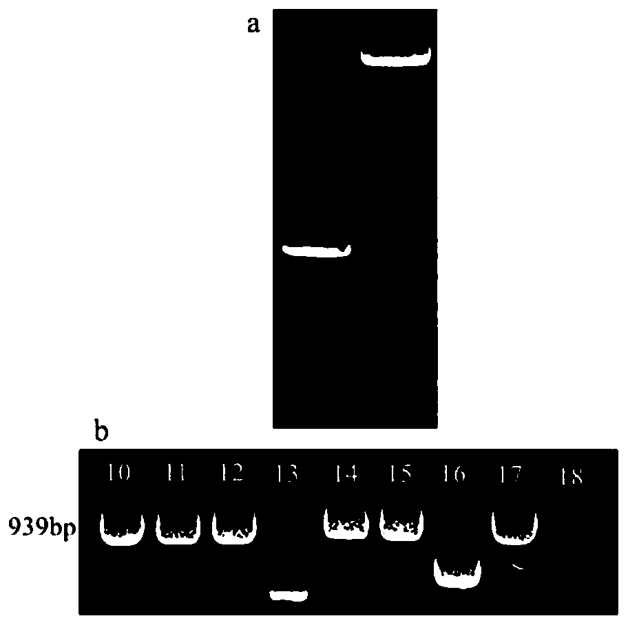 Cymbidium goeringii CgWRKY40 gene and application thereof