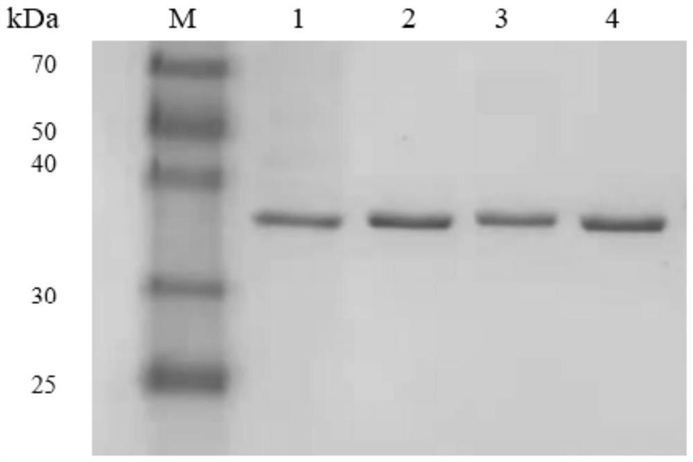 Omega-transaminase mutant based on ancestor sequence reconstruction