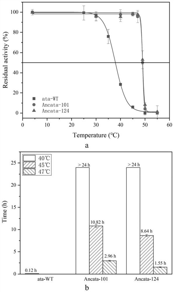 Omega-transaminase mutant based on ancestor sequence reconstruction