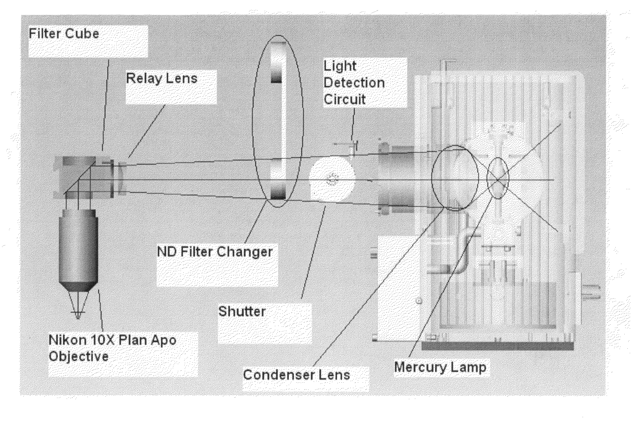 Diagnostic imaging device for the analysis of circulating rare cells