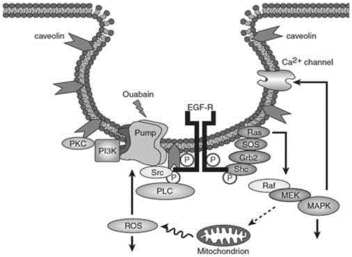 Medicine application of beta subunit of truncated type sodium-potassium atpase