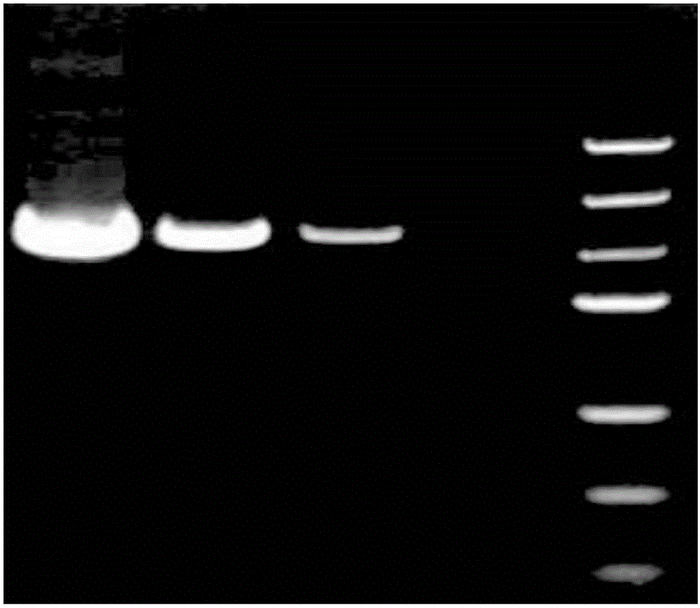 Chitin synthase of phytophthora capsici as well as gene and application of chitin synthase