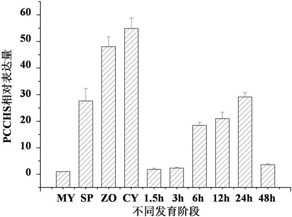 Chitin synthase of phytophthora capsici as well as gene and application of chitin synthase