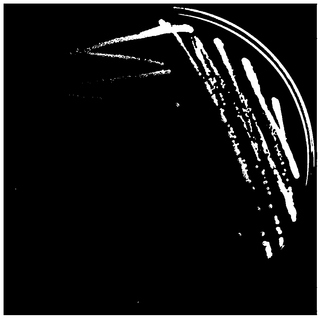 A dsf quorum sensing signal degrading bacteria and its application in plant disease control