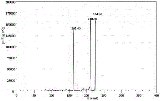 GeXP rapid detection kit capable of identifying H5 subtype avian influenza virus and four different NA subtypes thereof at the same time