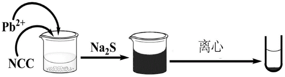 Lead ion detecting and removing method based on nanocrystalline cellulose