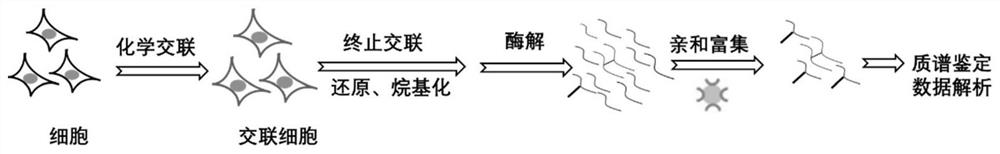 Identification method of plasma membrane protein interactions based on chemical cross-linking mass spectrometry analysis