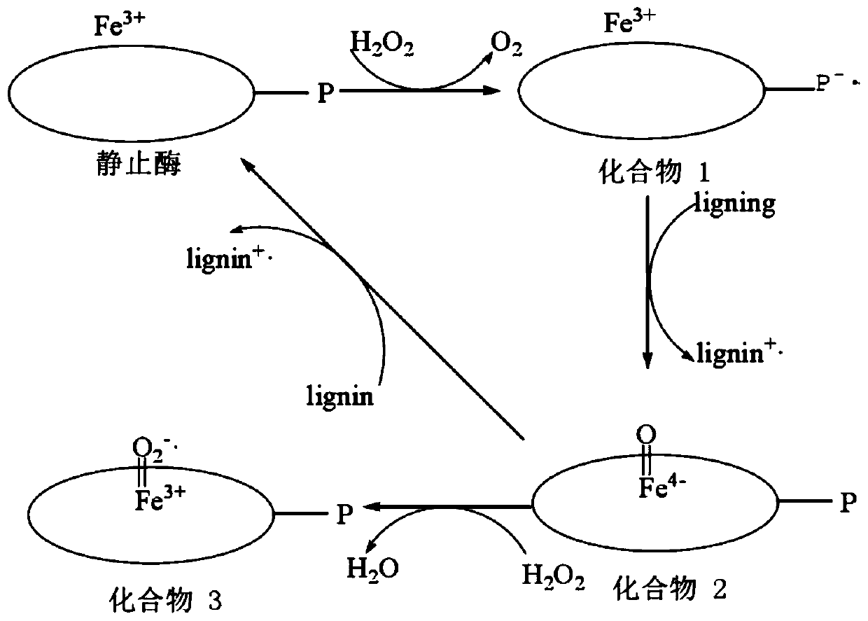 Method for improving quality of paper-making reconstituted tobacco by using Fe-CA/H2O2 biomimetic system