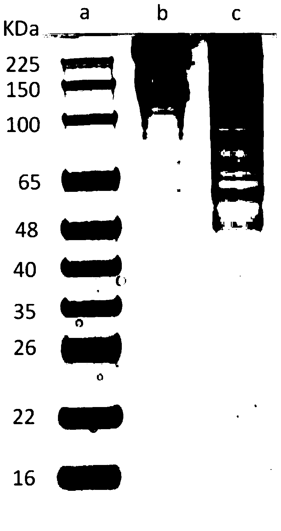 Non-denatured collagen from yak skin and preparation method of non-denatured collagen