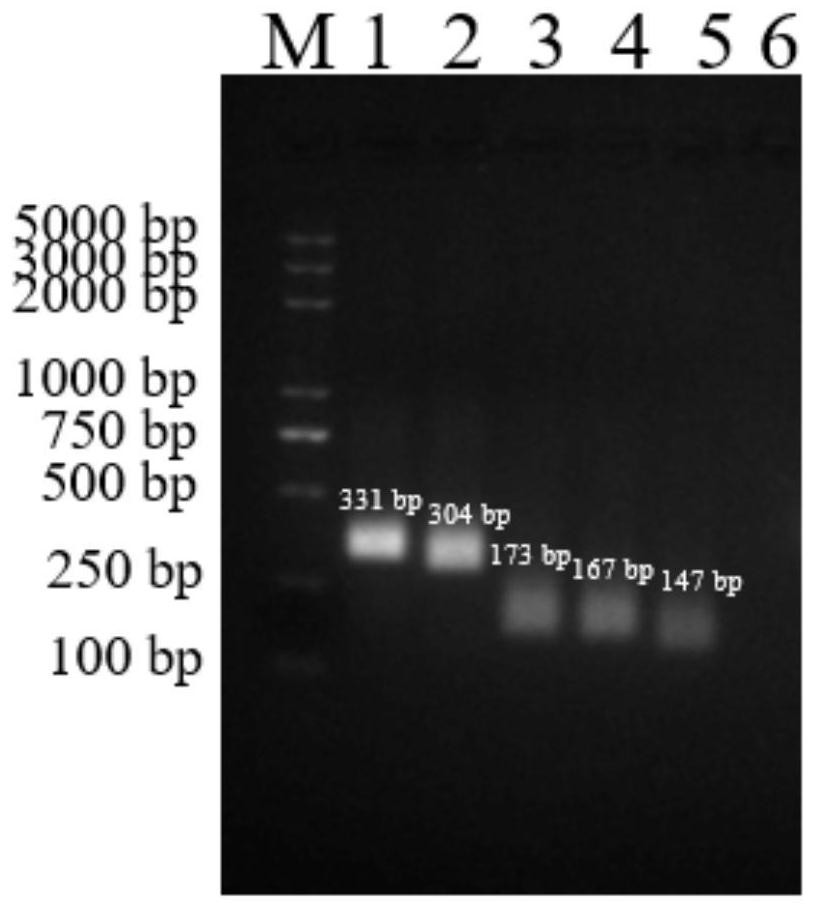 Kit of double RPA detection of aphthovirus and vesicular stomatitis virus