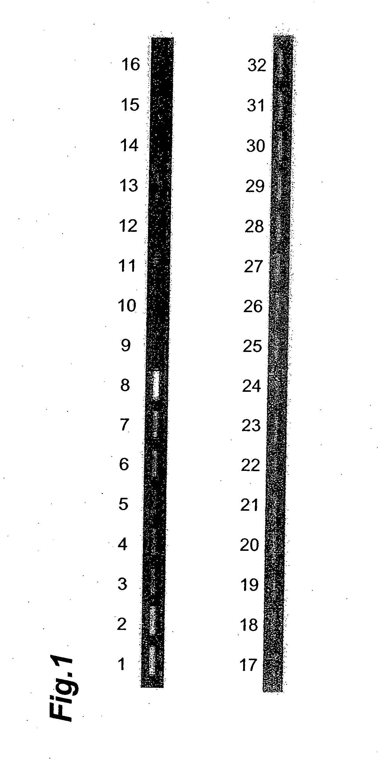 Nucleic acids isolated in neuroblastoma