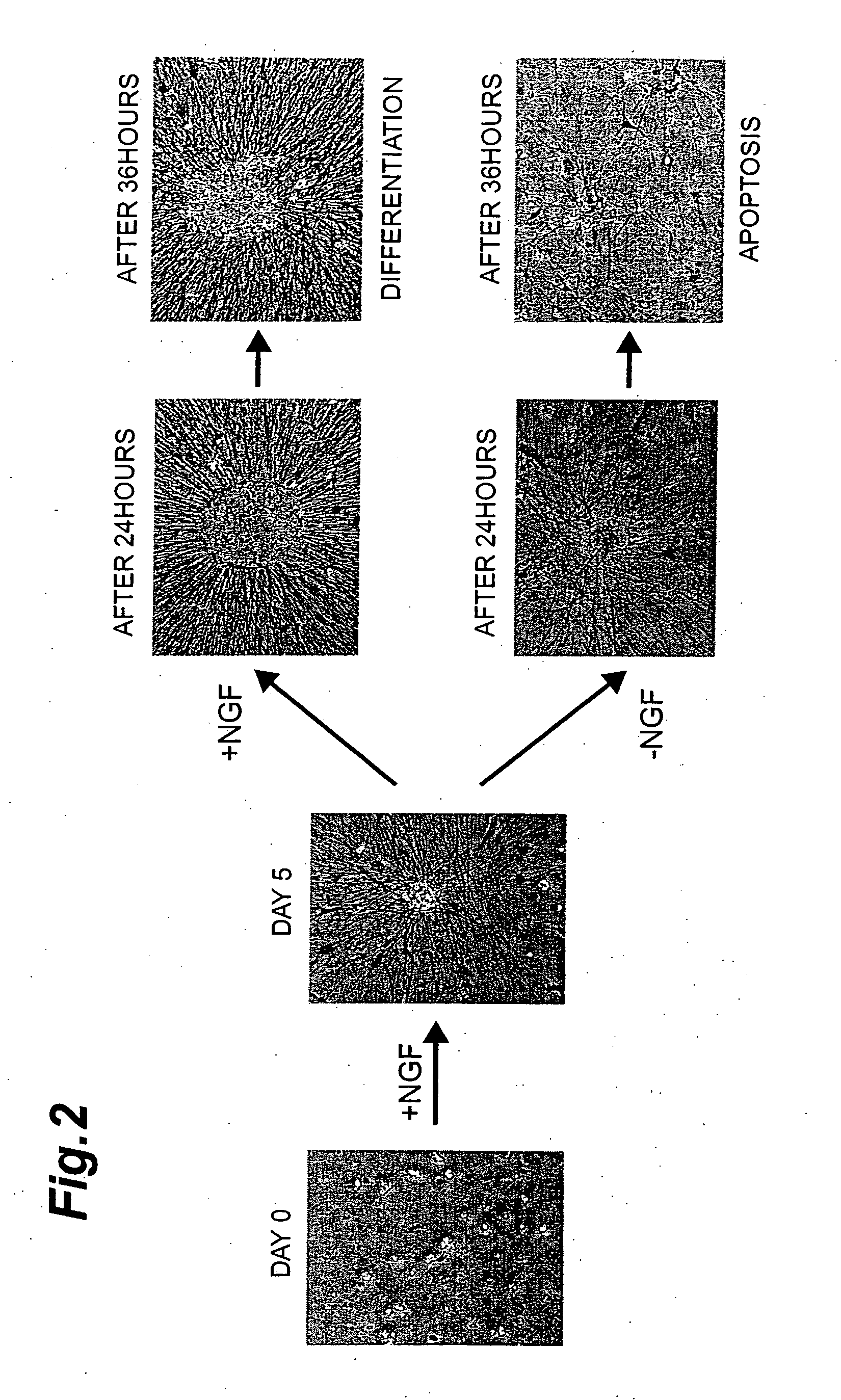 Nucleic acids isolated in neuroblastoma