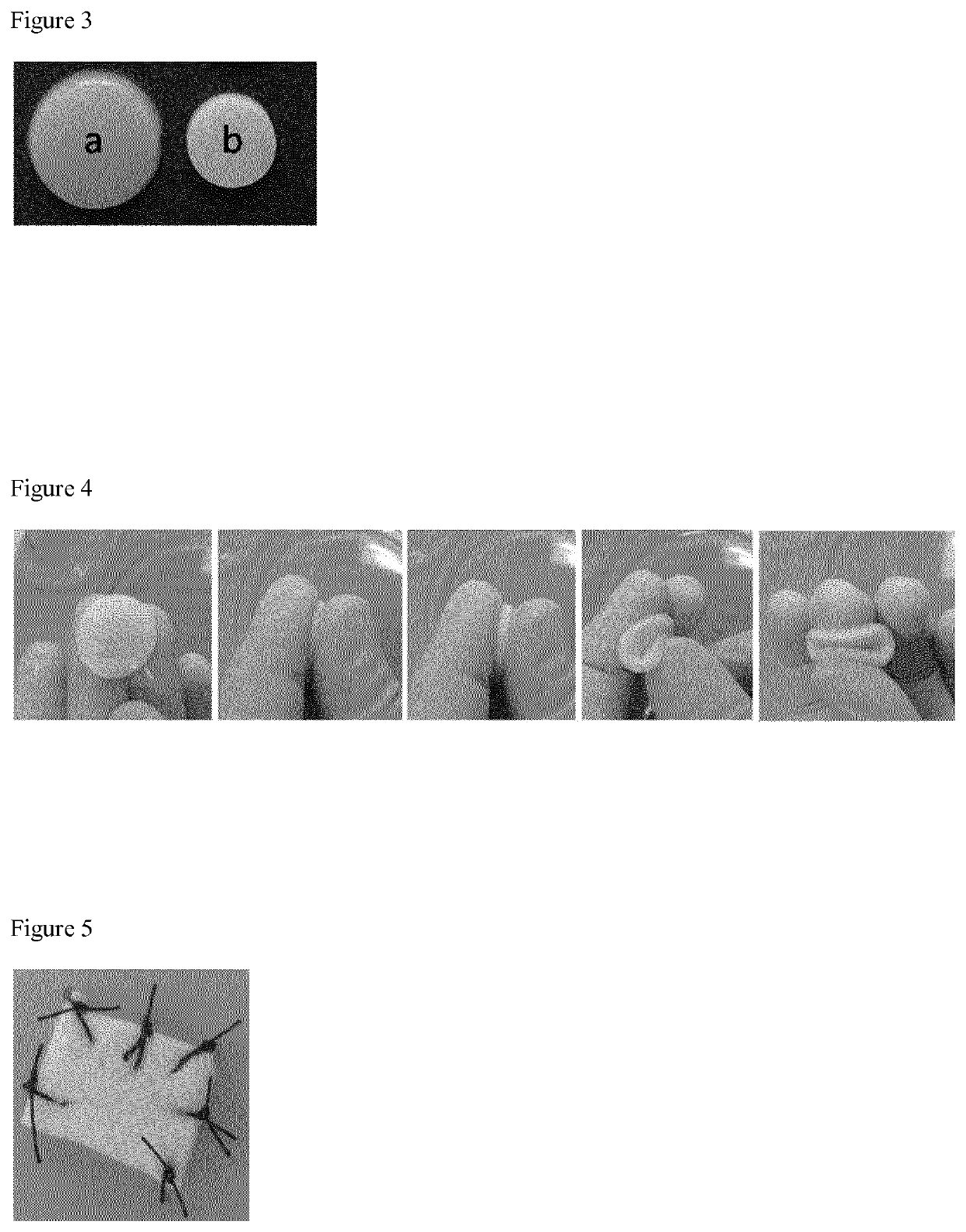 Biomaterial scaffold for regenerating the oral mucosa