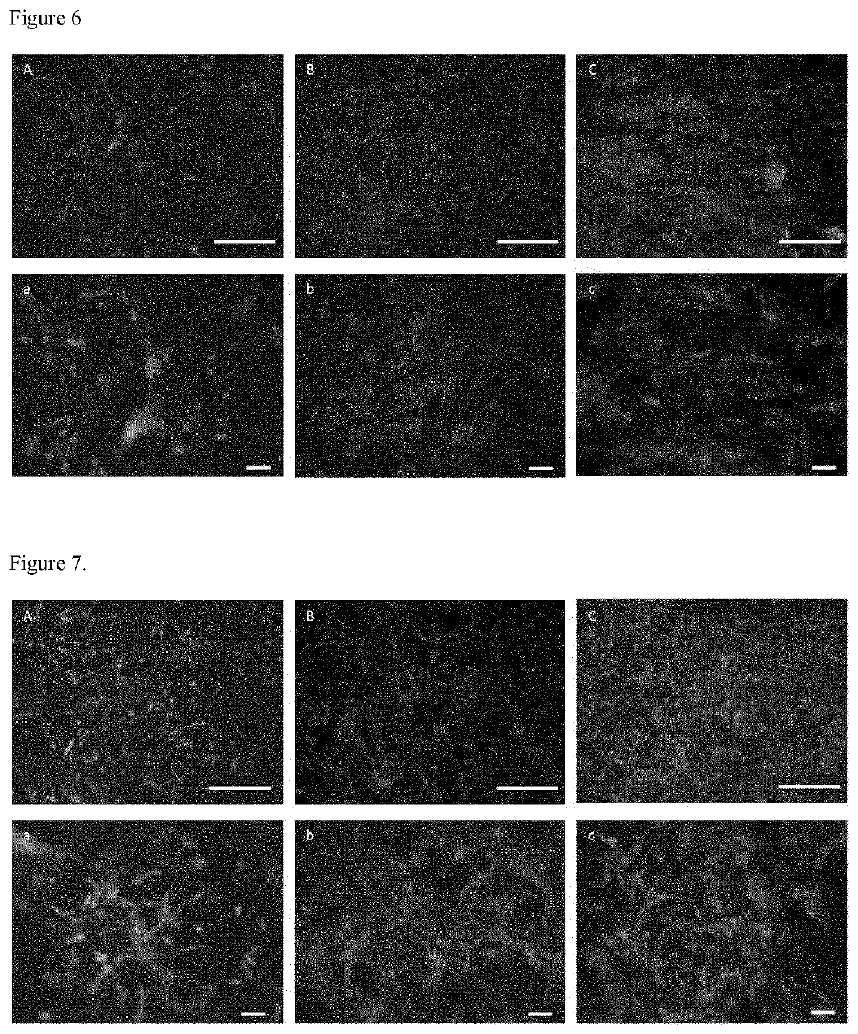 Biomaterial scaffold for regenerating the oral mucosa