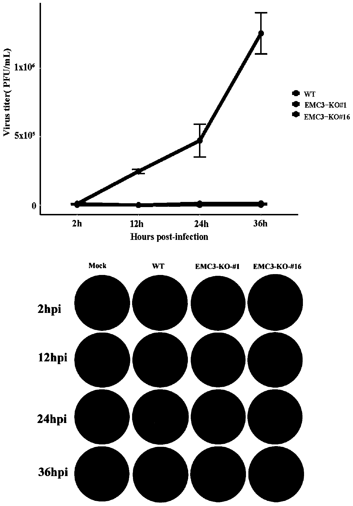 Application and fixed-point knockout method of EMC3 gene