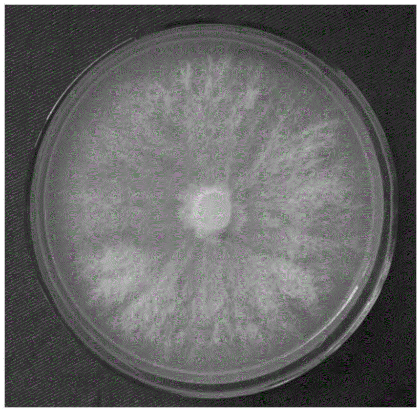 Auricuralia auricular capable of preventing and treating fungal diseases and application of Auricuralia auricular