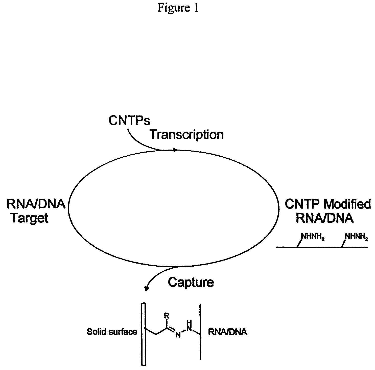 Triphosphate oligonucleotide modification reagents and uses thereof