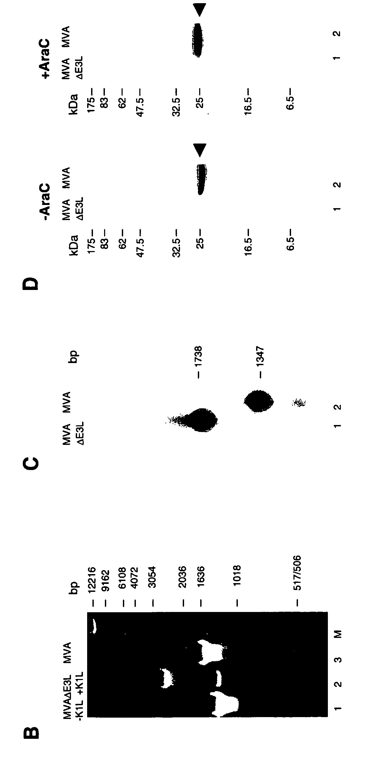 Vaccinia virus MVA-E3L-knockout-mutants and use thereof