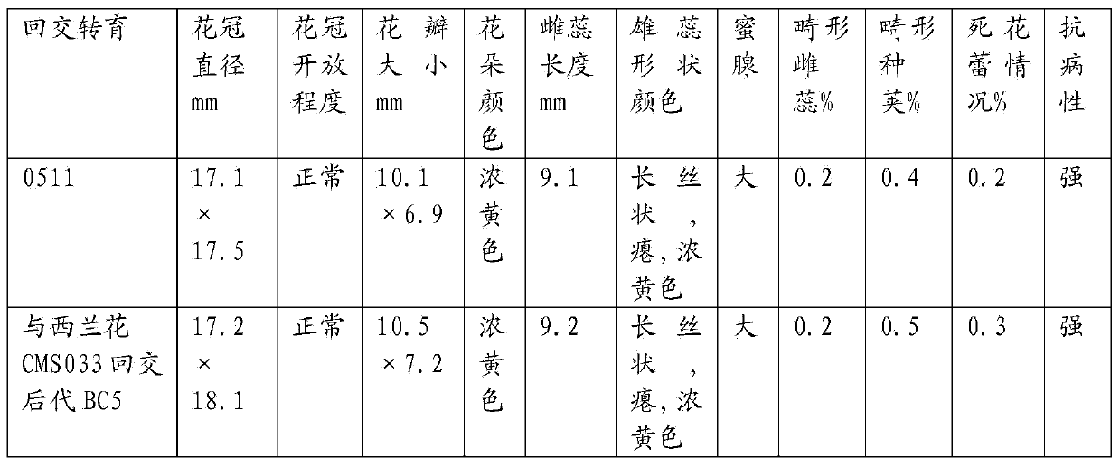 Method for breeding and cultivating early ripening disease-resistant stem broccoli