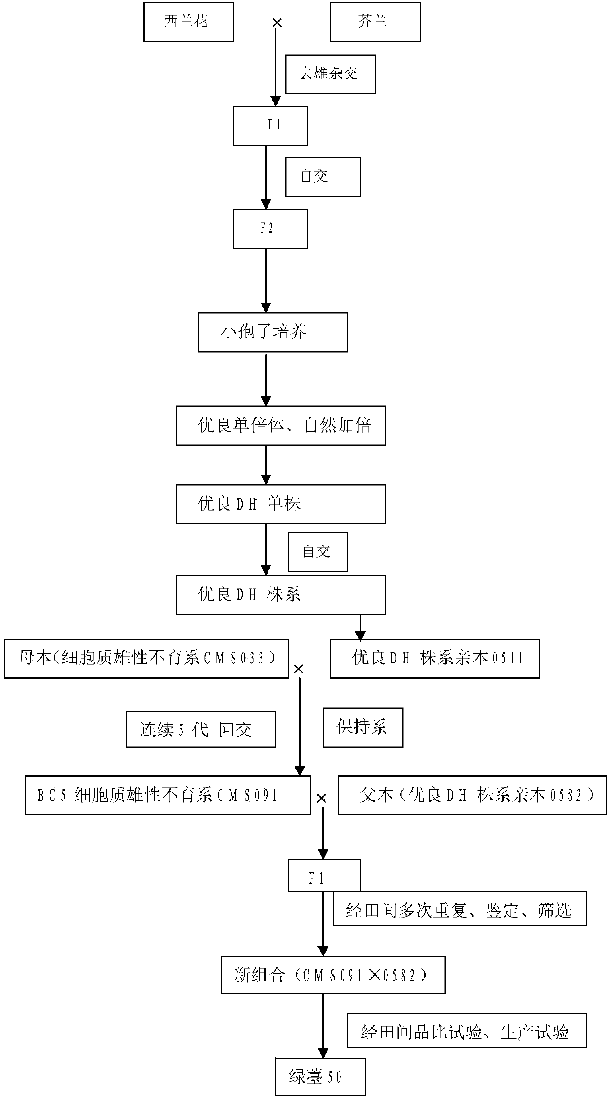 Method for breeding and cultivating early ripening disease-resistant stem broccoli