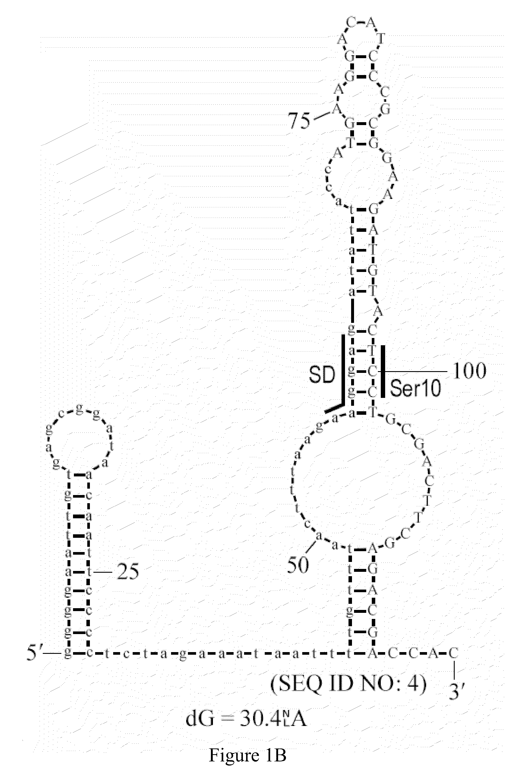 Synthetic nucleic acids for expression of encoded proteins