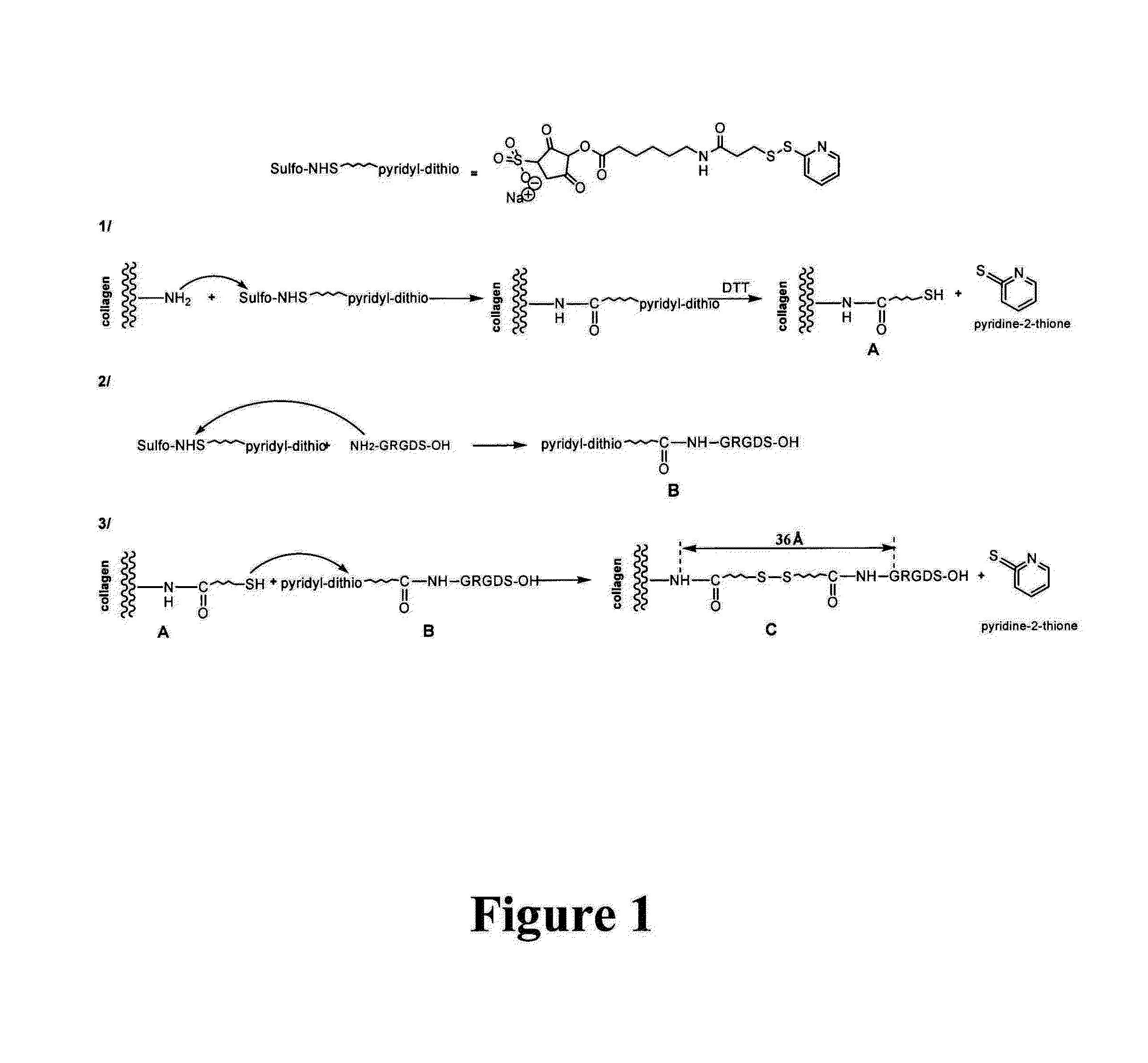 Collagen scaffold modified by covalent grafting of adhesion molecules, associated methods and use thereof for cardiovascular and thoracic cell therapy and contractile tissue engineering