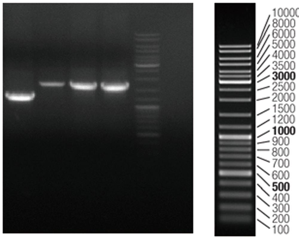 Preparation and purification method of recombinant adenovirus expressing sox4 gene