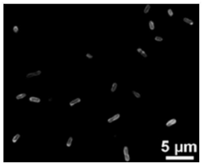 Salmonella and bacteria total number rapid synchronous multiple detection method and kit