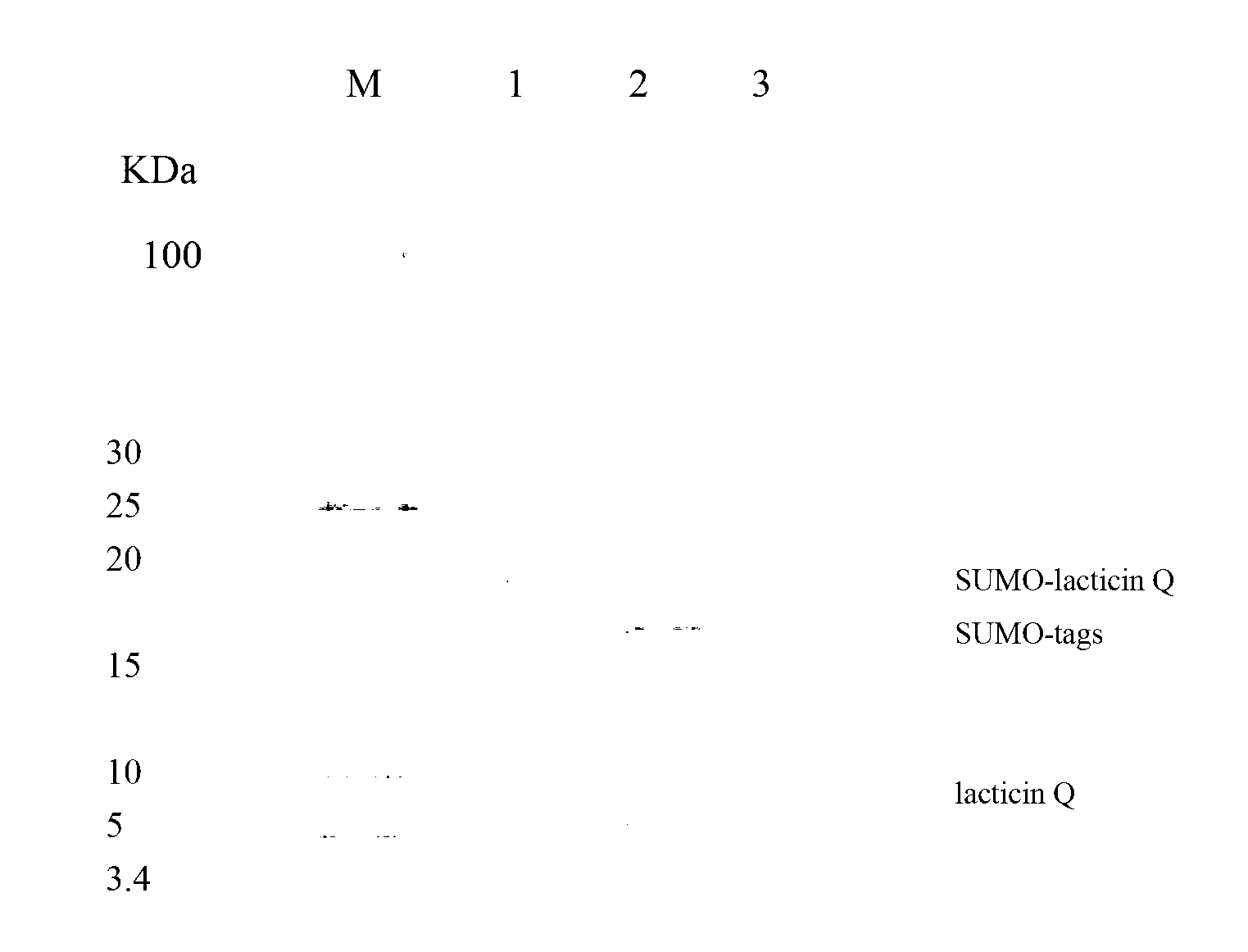 Secretory expression method of bacteriocin lacticin Q