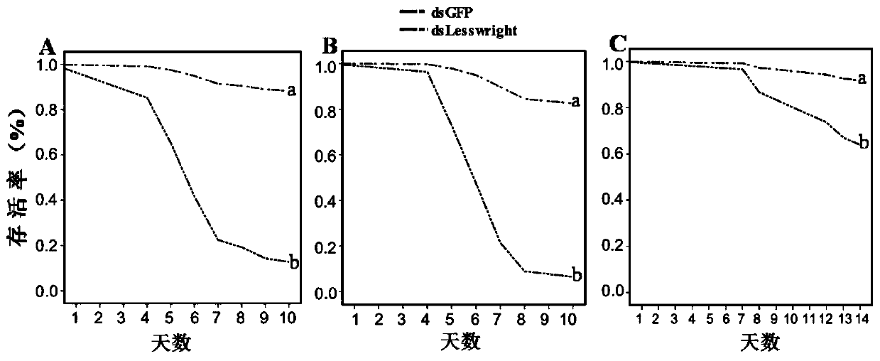 Target gene for controlling epilachna vigintioctopunctata and application of target gene for controlling epilachna vigintioctopunctata