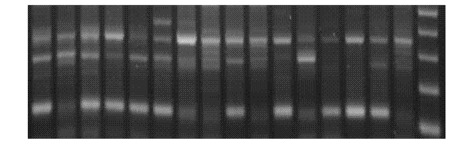 Specific primer system of EST (expressed sequence tag)-SSR (simple sequence repeat) molecular markers for Pleurotus ostreatus and application of specific primer system