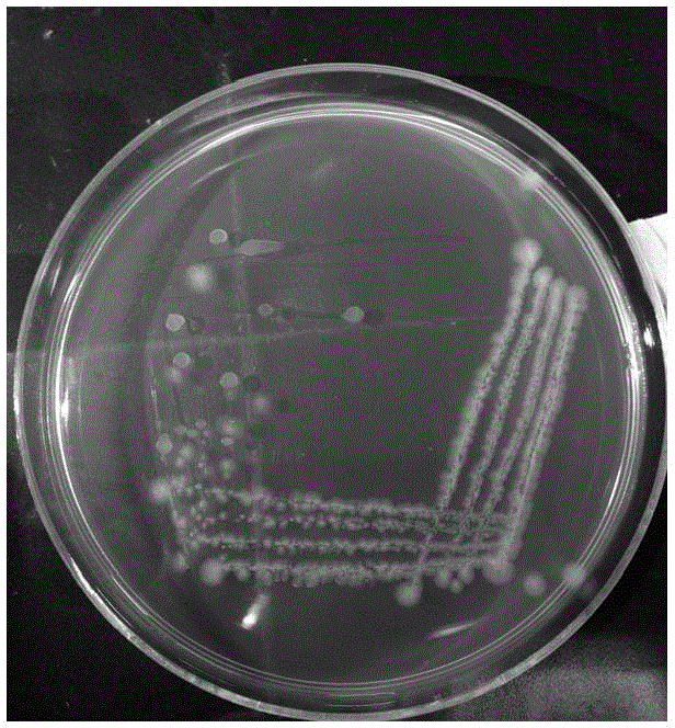 Tobacco plant growth promoting bacteria YC8 and application thereof