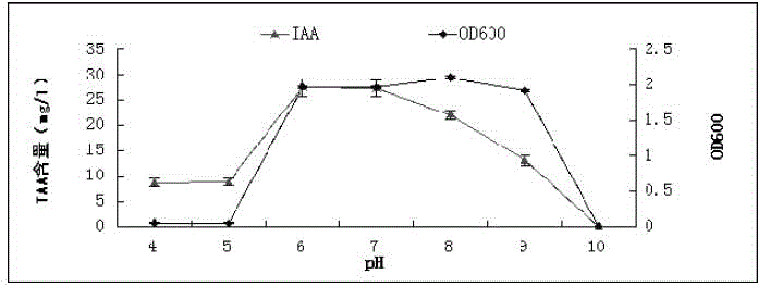 Tobacco plant growth promoting bacteria YC8 and application thereof