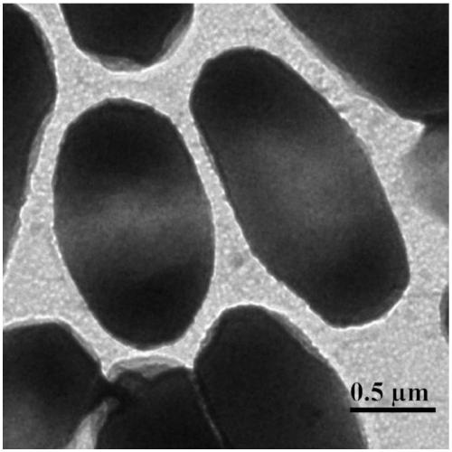 Antimicrobial peptides and vesicles as well as preparation methods and applications thereof