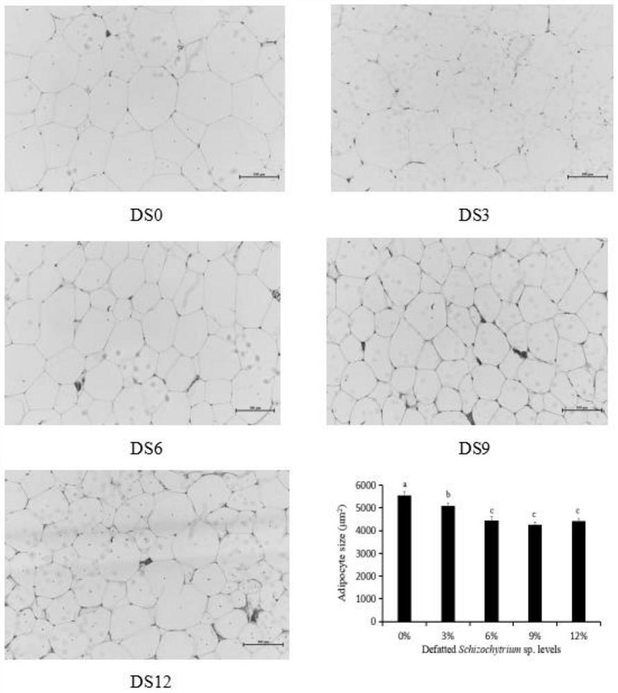 Functional feed for improving quality of ctenopharyngodon idellus by using schizochytrium sp. residues