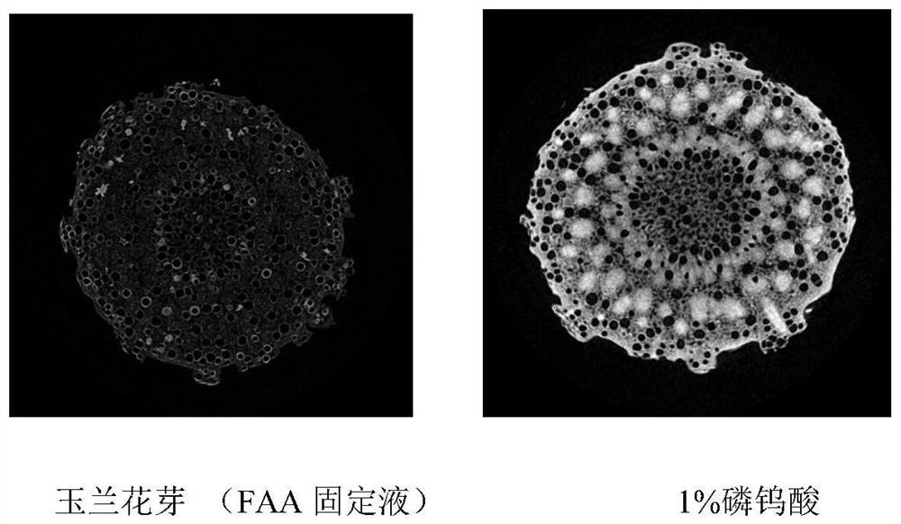 A method for enhancing the contrast of micro-CT plant samples