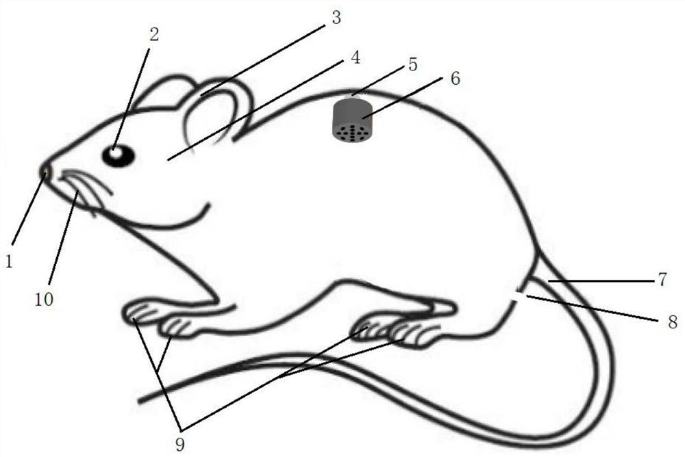 Device for preventing experimental male mice from fighting