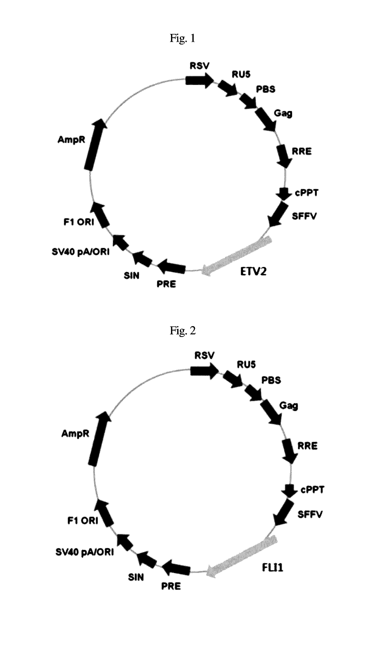 Composition for inducing direct transdifferentiation of somatic cell into vascular progenitor cell, and use thereof