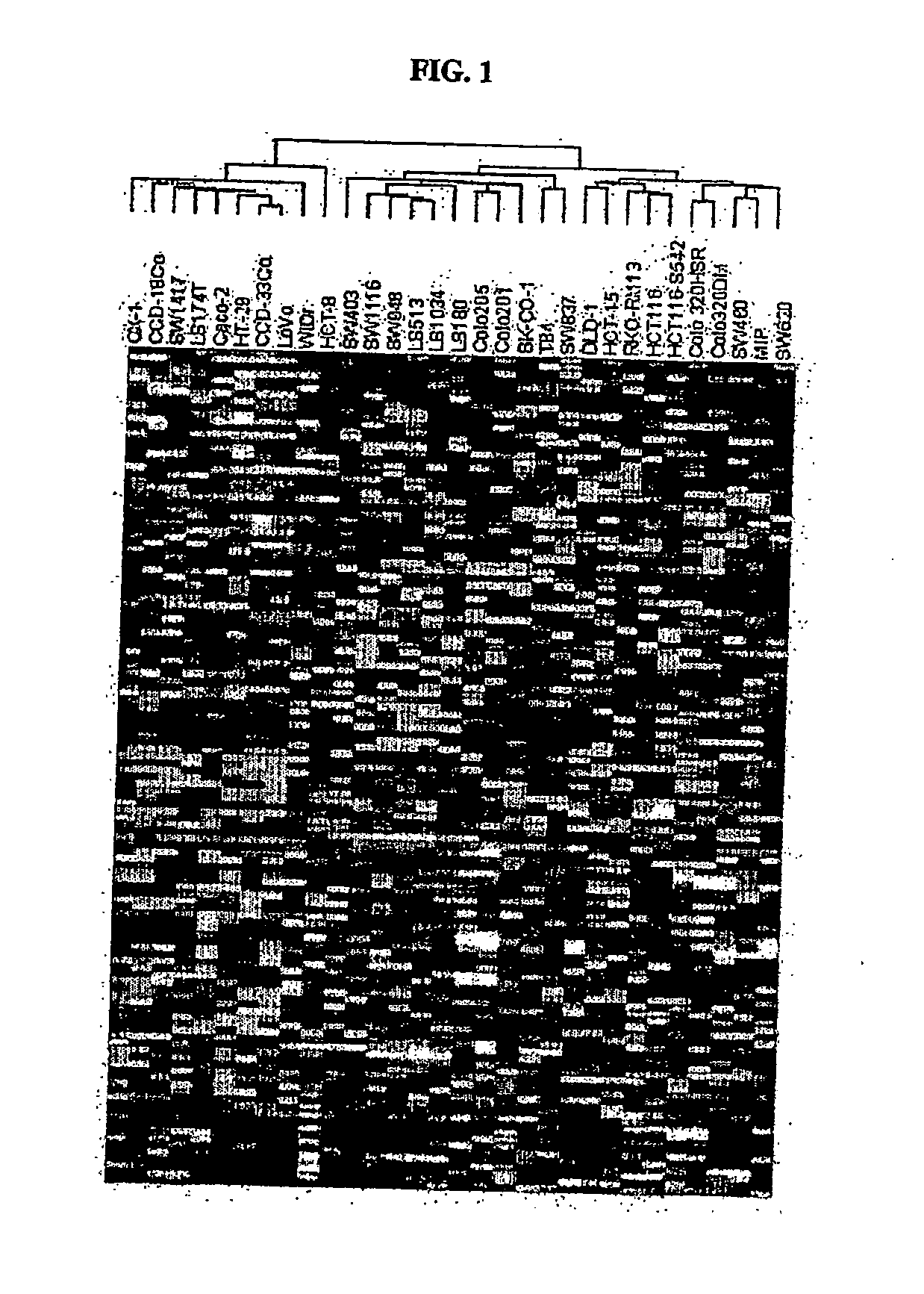 Identification of polynucleotides and polypetide for predicting activity of compounds that interact with protein tyrosine kinase and or protein tyrosine kinase pathways