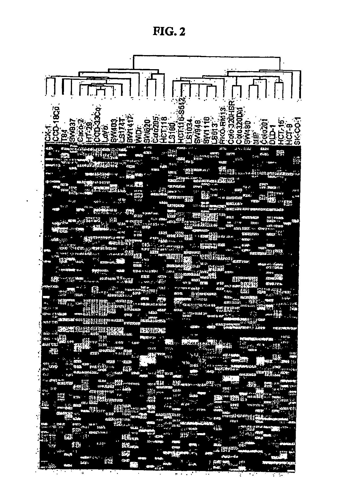 Identification of polynucleotides and polypetide for predicting activity of compounds that interact with protein tyrosine kinase and or protein tyrosine kinase pathways