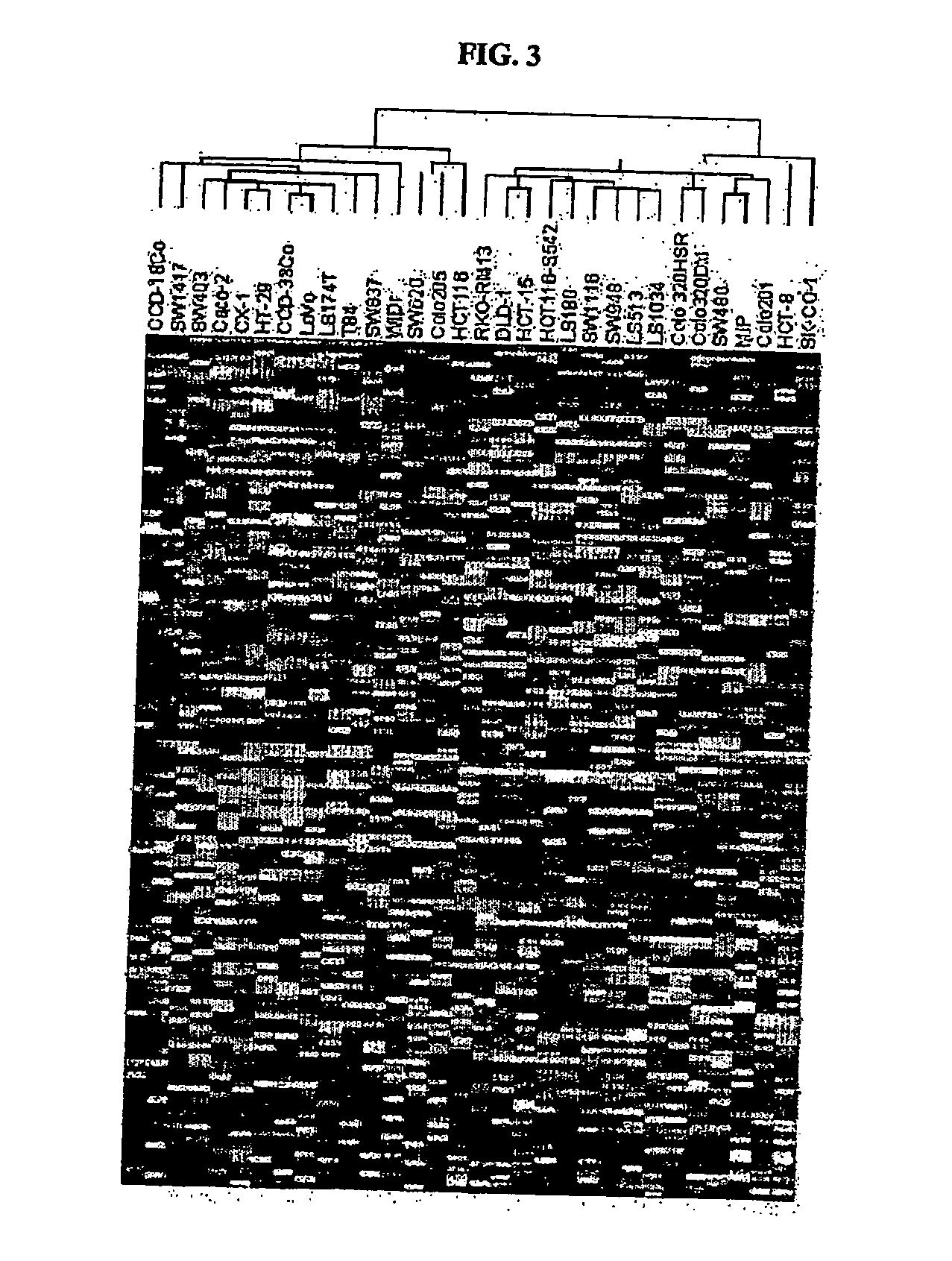 Identification of polynucleotides and polypetide for predicting activity of compounds that interact with protein tyrosine kinase and or protein tyrosine kinase pathways