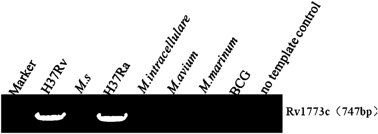 Application of Rv1773c in preparing drug for resisting infection of mycobacterium tuberculosis